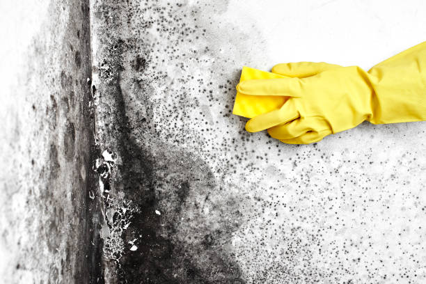 Best Certified Mold Removal  in Ephrata, WA
