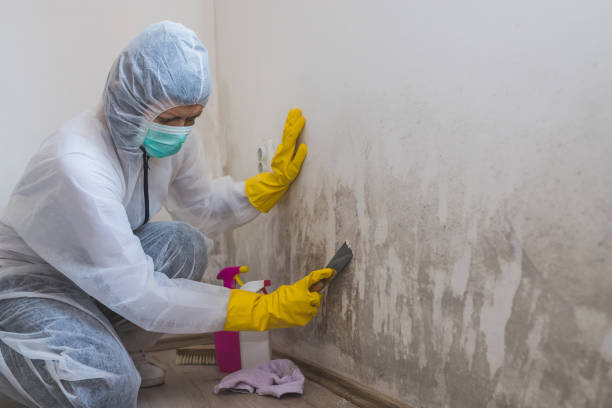 Best Mold Removal Specialists  in Ephrata, WA