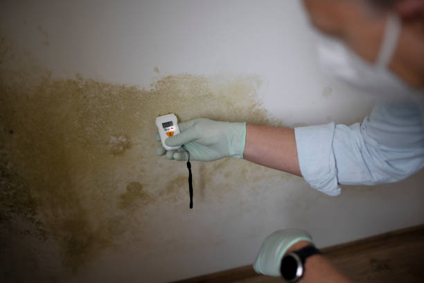 Best Professional Mold Removal  in Ephrata, WA