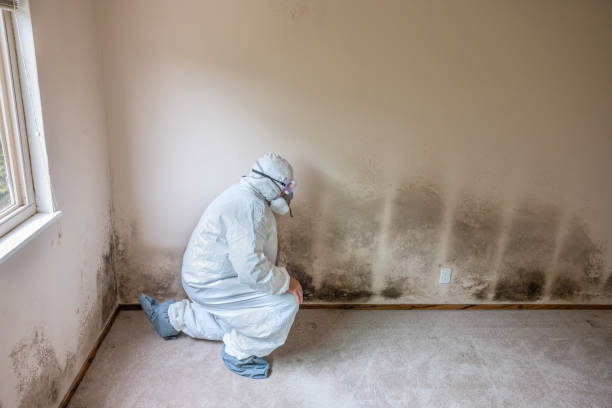 Best Residential Mold Removal  in Ephrata, WA