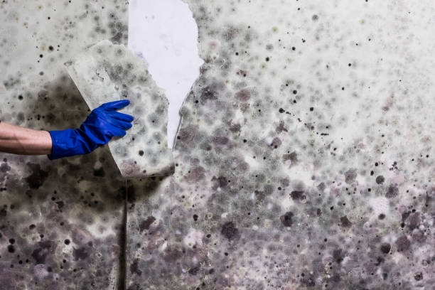 Best Mold Damage Repair  in Ephrata, WA
