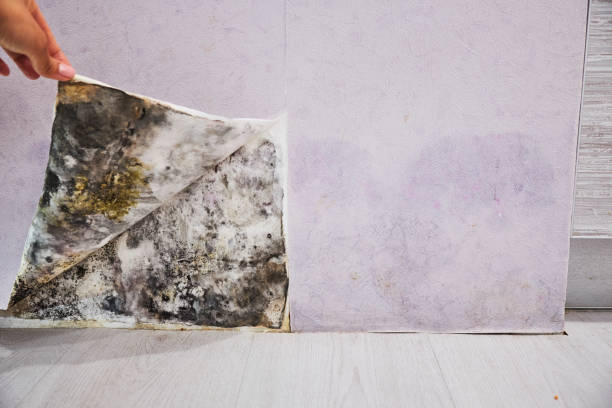 Best Mold Testing and Removal  in Ephrata, WA